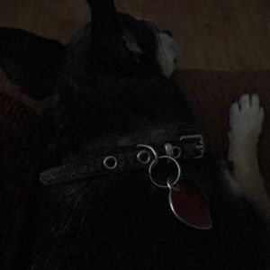 Meet your Posher, Dana